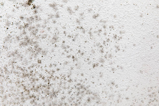 Best Airborne Mold Testing  in Mifflinburg, PA