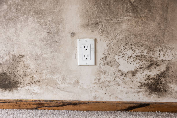 Best Black Mold Removal  in Mifflinburg, PA